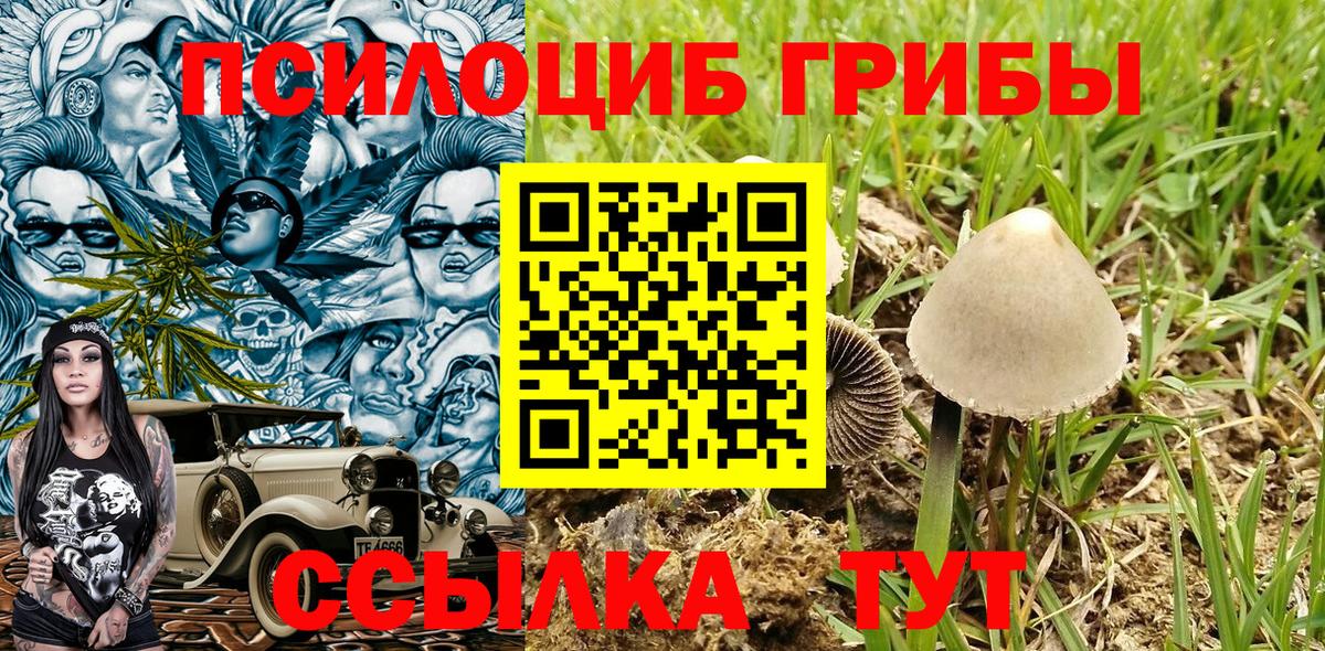 Саратов  Псилоцибиновые грибы Psilocybine cubensis  Вход с VPN 